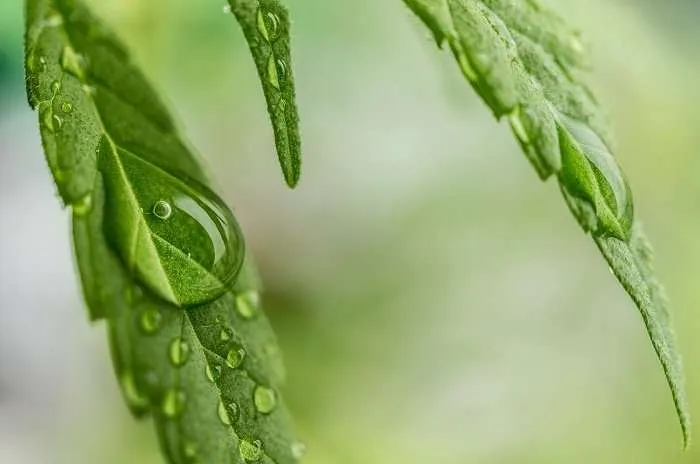 cannabis foglia