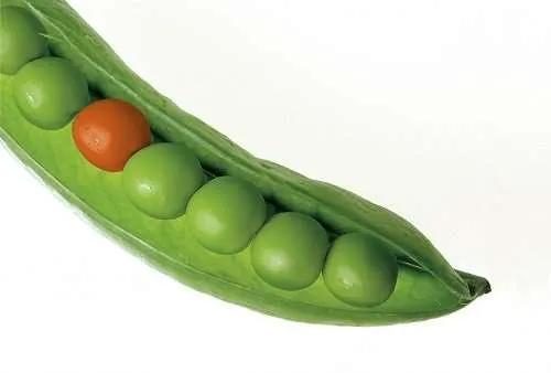 piselli baccello