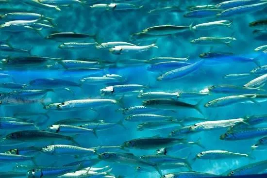 sardine