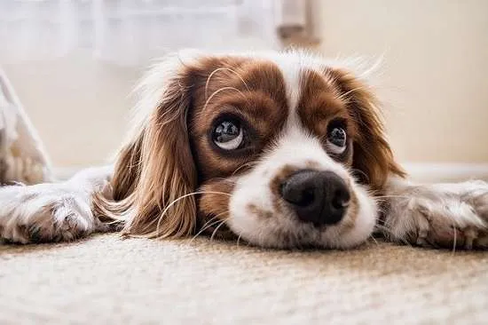 cagnolino triste