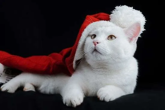 gatto con cappello babbo natale