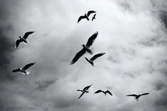 uccelli in volo