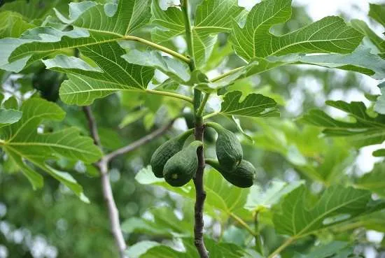 pianta di fico