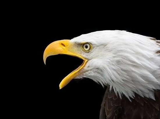 aquila