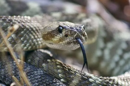 serpente a sonagli