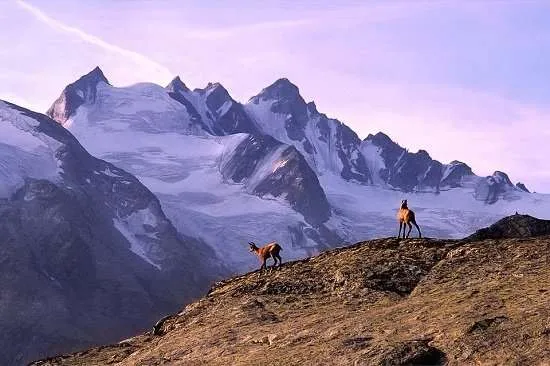 valle d'aosta- camosci