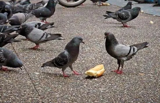 piccioni e pagnotta