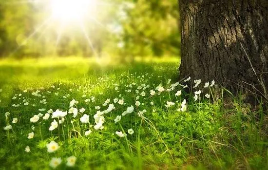 albero fiori