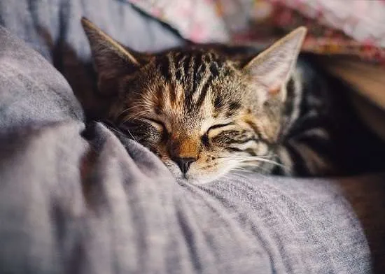 gatto che dorme