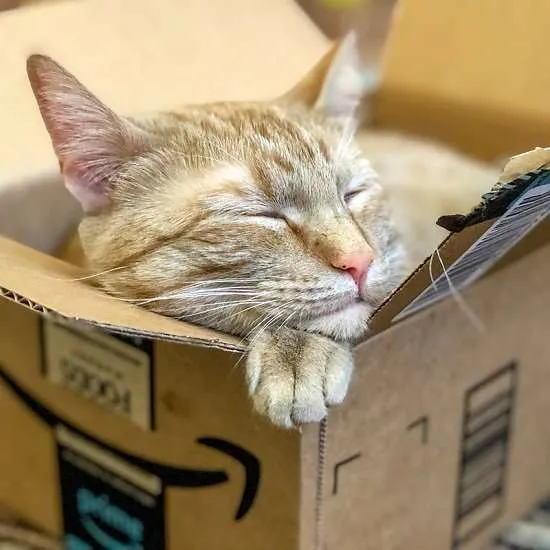 gatto dentro scatola amazon