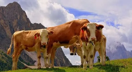 mucche dolomiti