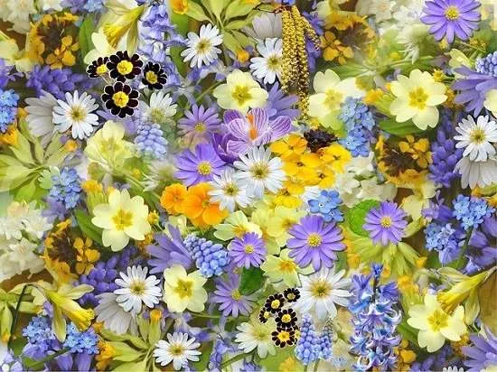 fiori primavera