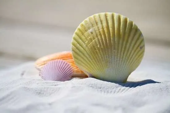 spiaggia conchiglie