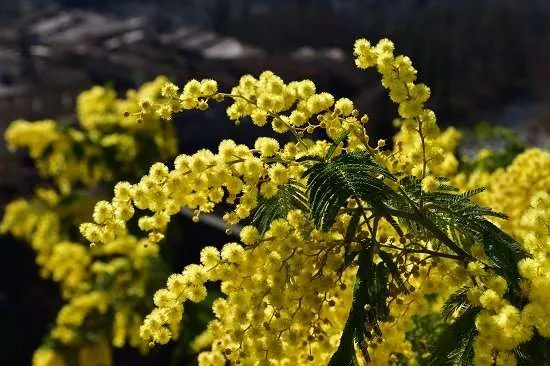 mimosa