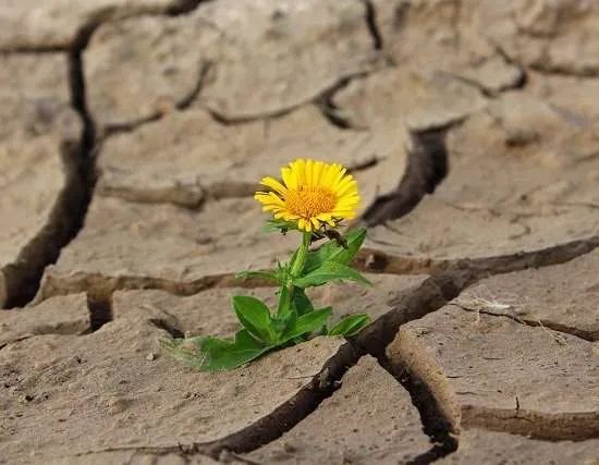 siccità terreno con fiore giallo