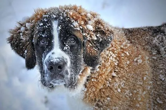 cane sotto la neve