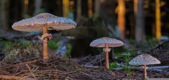 FUNGHI OMBRELLONI