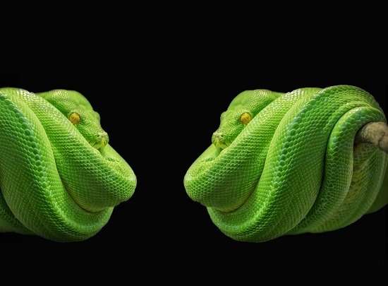 serpenti pitone