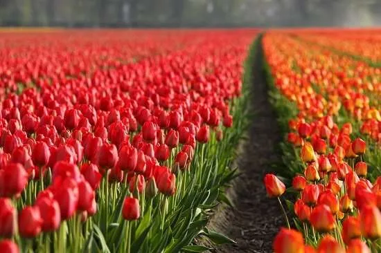 tulipani
