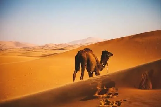 deserto cammello