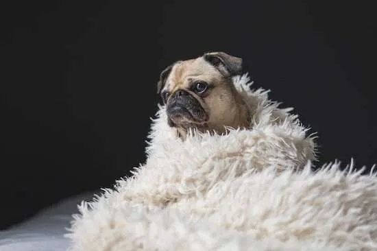 cane con coperta