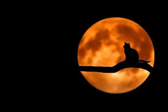 luna con silhouette gatto