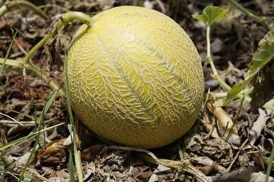 melone