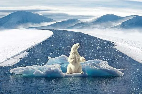cambiamento climatico orso polare