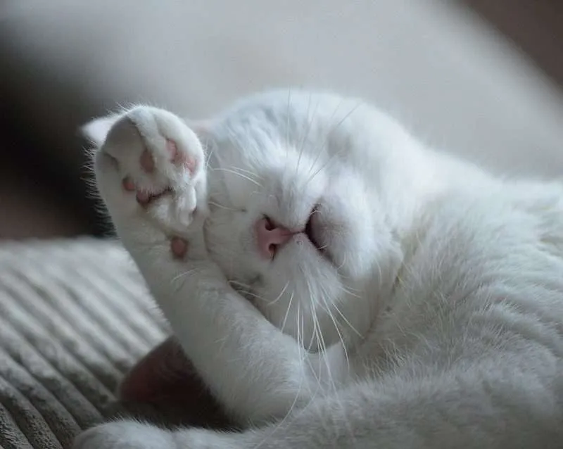 gatto che si sveglia