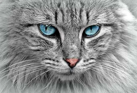 gatto