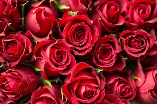 rose rosse