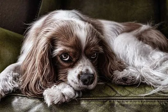 cane