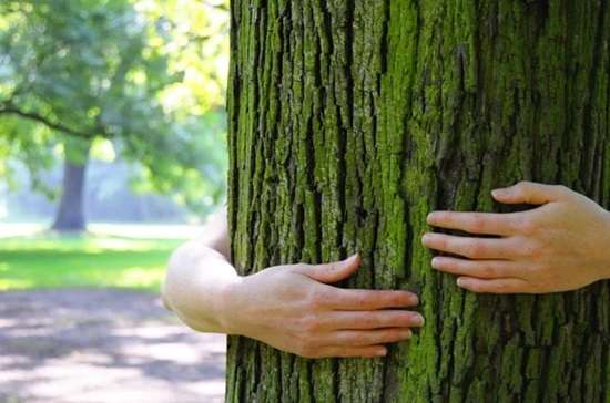 abbracciare un albero