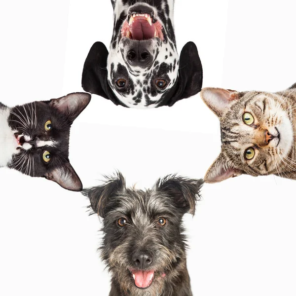 cani e gatti