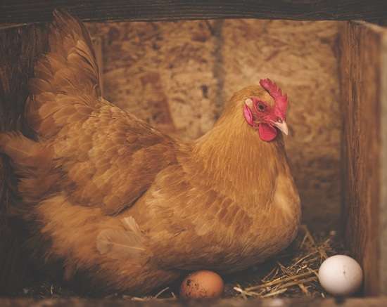 gallina e uova