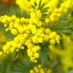mimosa
